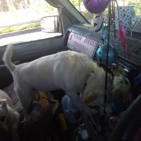 Meet your Posher, Cheryl lynn - Picture 1 of 1